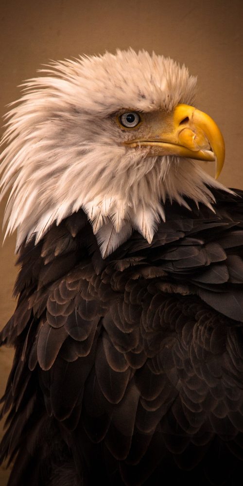 Bald Eagle Alaska Wildlife Photography