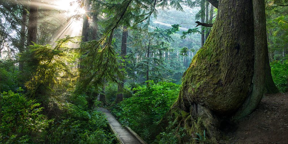 Second Beach Rainforest Olympic National Park