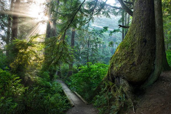 Second Beach Rainforest Olympic National Park